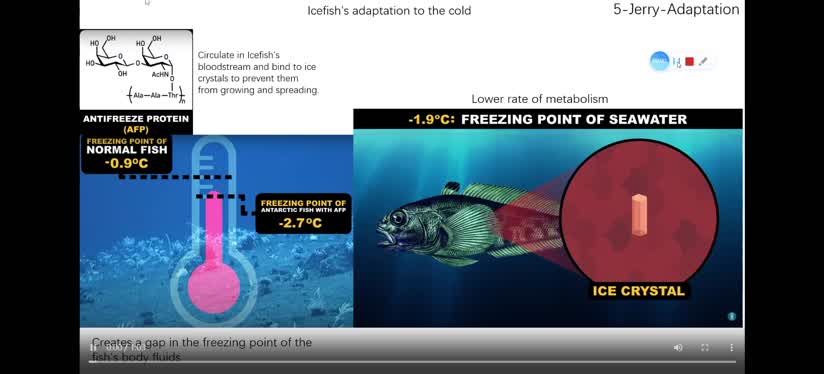 5-Adaptation to the cold - Icefish