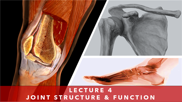 Lecture 4 - Joint Structure & Function