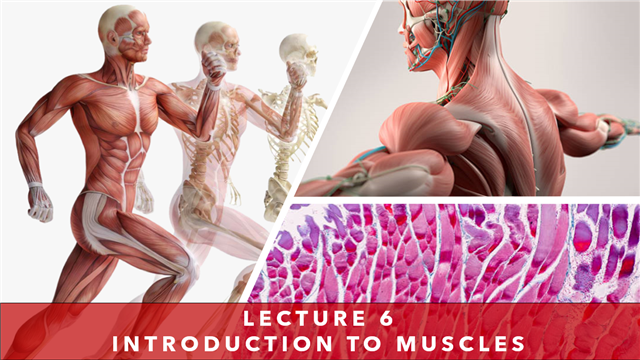 Lecture 6 - Introduction to Muscles